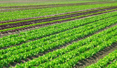 山東礦安重工礦用扒渣機公司